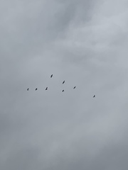 Pelecanus erythrorhynchos