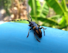 Dendrobias mandibularis