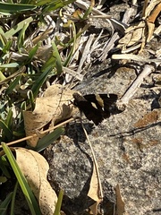 Thorybes pseudocellus