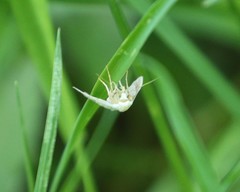 Protodeltote albidula