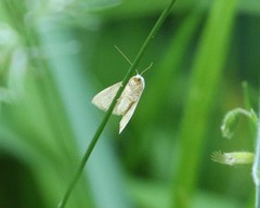 Protodeltote albidula