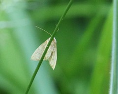 Protodeltote albidula