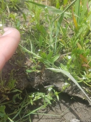 Plagiobothrys scouleri