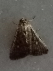 Condicinae