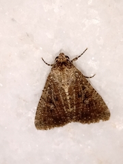 Condicinae