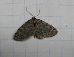 Aethalura intertexta