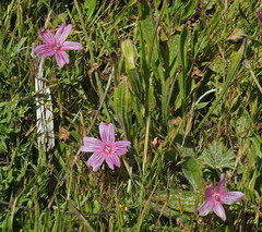 Sidalcea malviflora malviflora