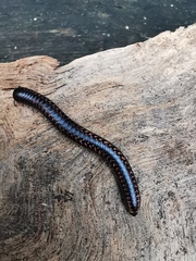 Spirobolellus antipodarus