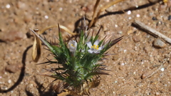 Navarretia tagetina