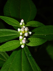 Ichthyothere granvillei