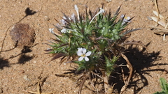 Navarretia tagetina