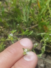 Plagiobothrys scouleri