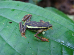 Atelopus elegans