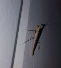 Mantidae