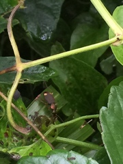 Chlaenius posticalis