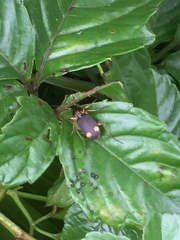 Chlaenius posticalis