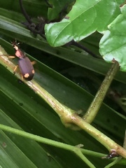 Chlaenius posticalis