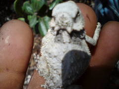 Phrynosoma braconnieri