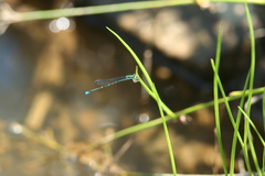Enallagma exsulans