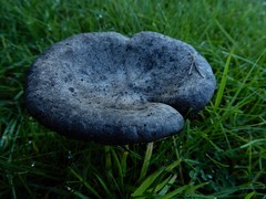 Melanoleuca fusca