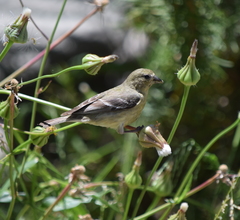 Spinus psaltria