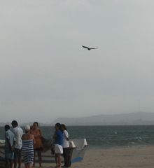 Milvus migrans govinda