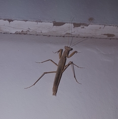 Mantidae