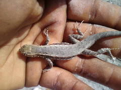 Sceloporus jalapae