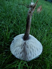Melanoleuca fusca