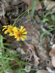Helenium elegans