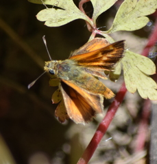 Ochlodes agricola