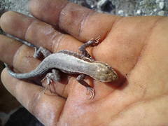Sceloporus jalapae