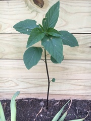 Physalis longifolia