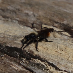Laphria janus