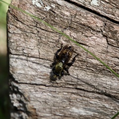 Laphria janus