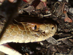 Crotalus ravus