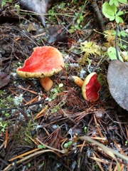 Hortiboletus coccyginus