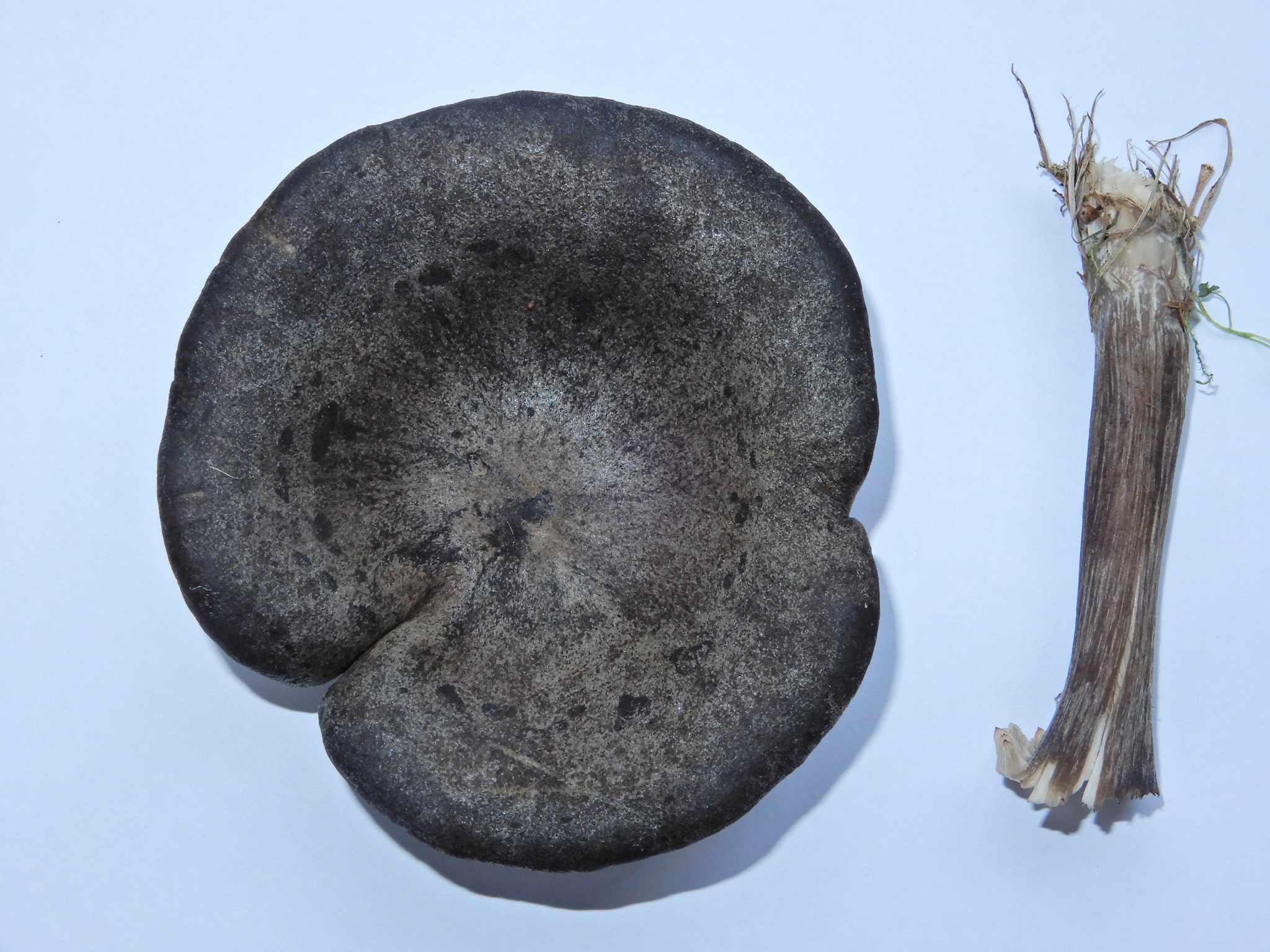 Melanoleuca fusca image