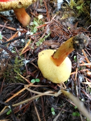 Hortiboletus coccyginus