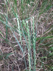 Elymus