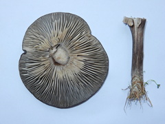 Melanoleuca fusca