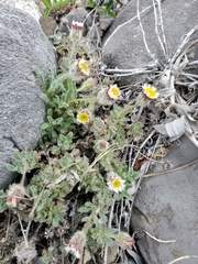 Erigeron lanatus