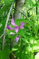 Vicia americana