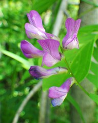 Vicia americana