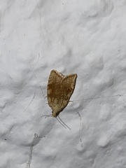 Aleimma loeflingiana