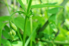Vicia americana