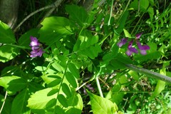 Vicia americana
