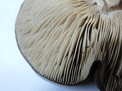Melanoleuca fusca