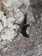 Sceloporus aureolus