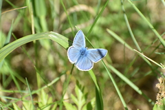 Polyommatus icarus